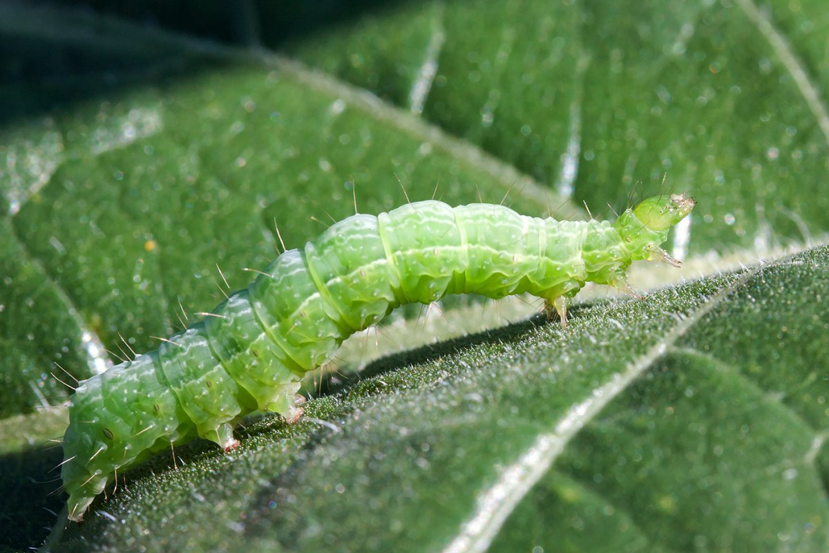 Зеленая гусеница капустница