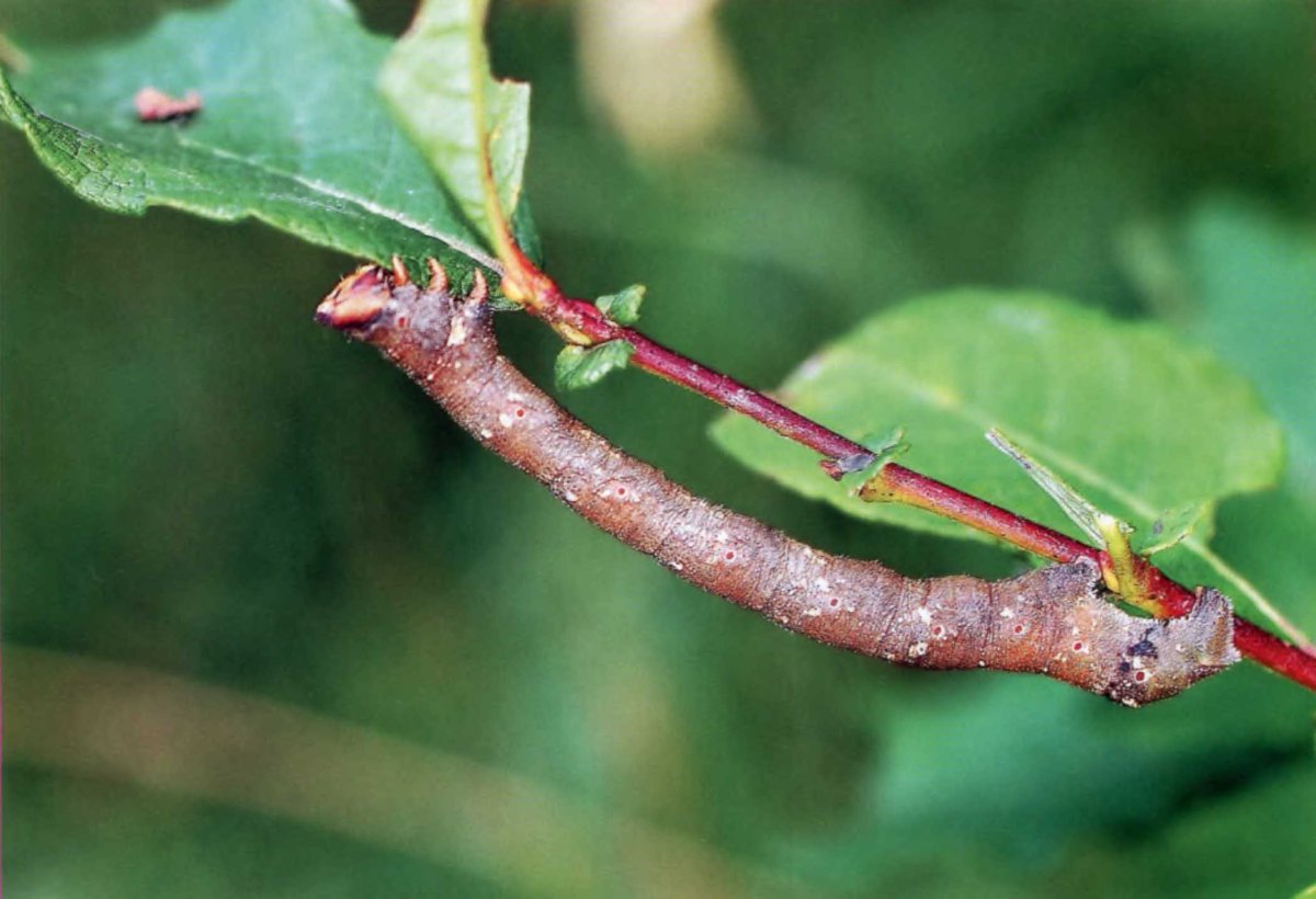 Сосновая Пяденица гусеница