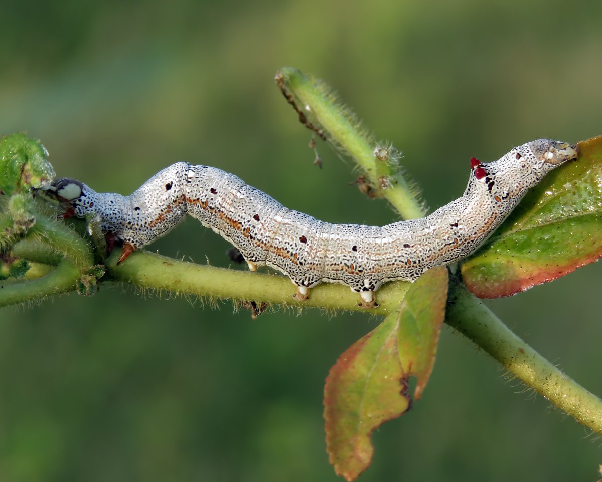 Зеленая гусеница древоточец
