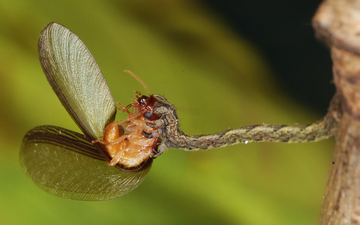 Eupithecia orichloris