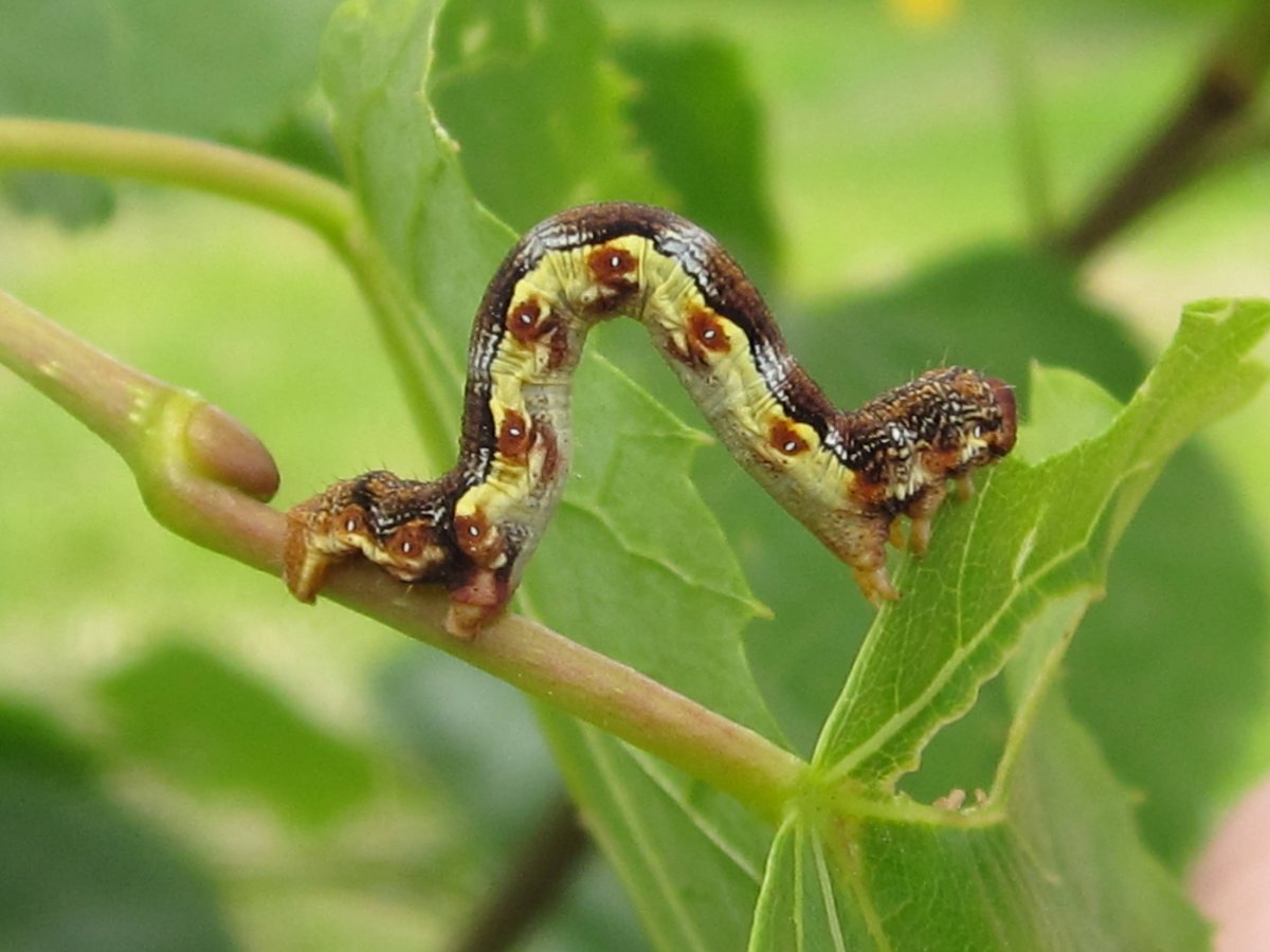 Личинка гусеницы пяденицы