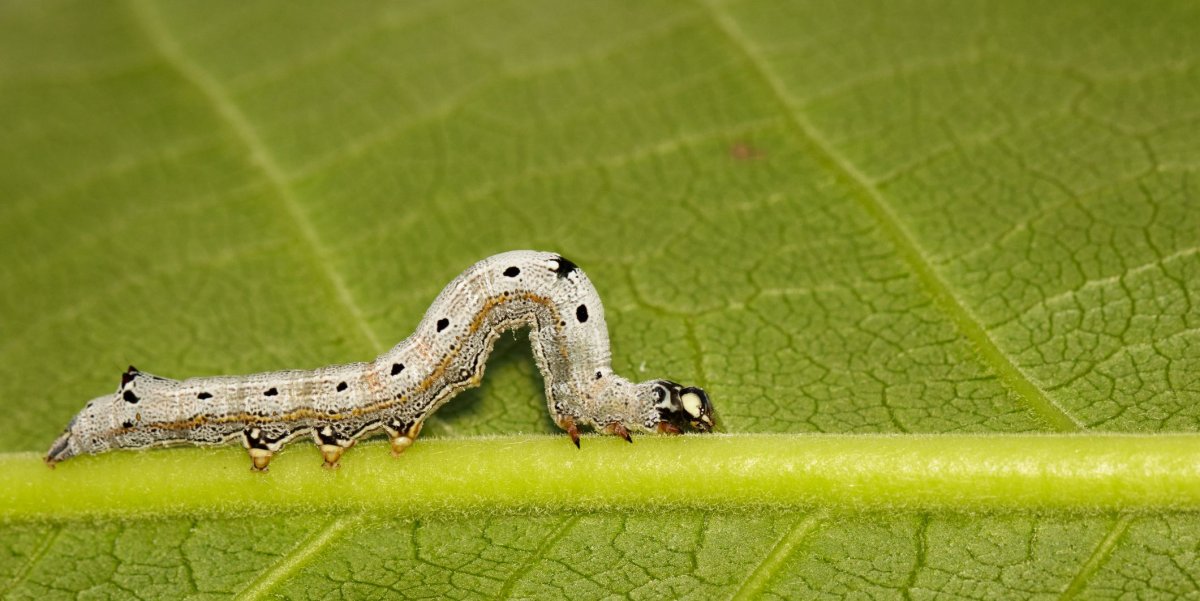 Землемер насекомое фото