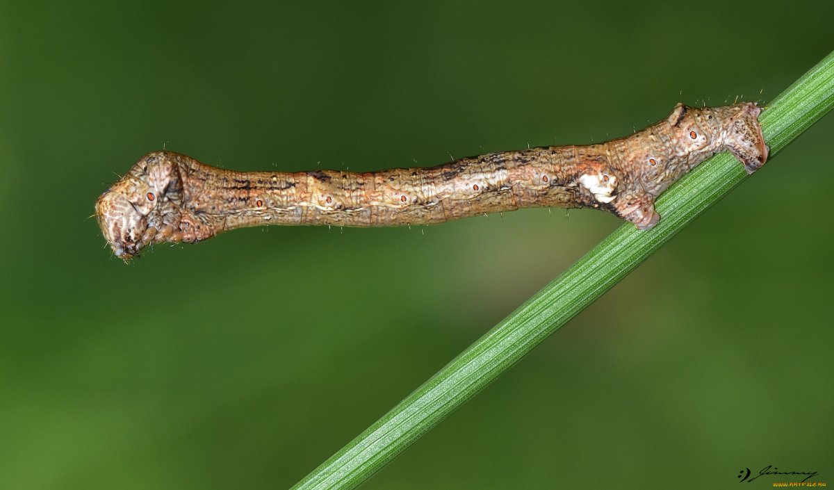 Гусеница палочник гусеница