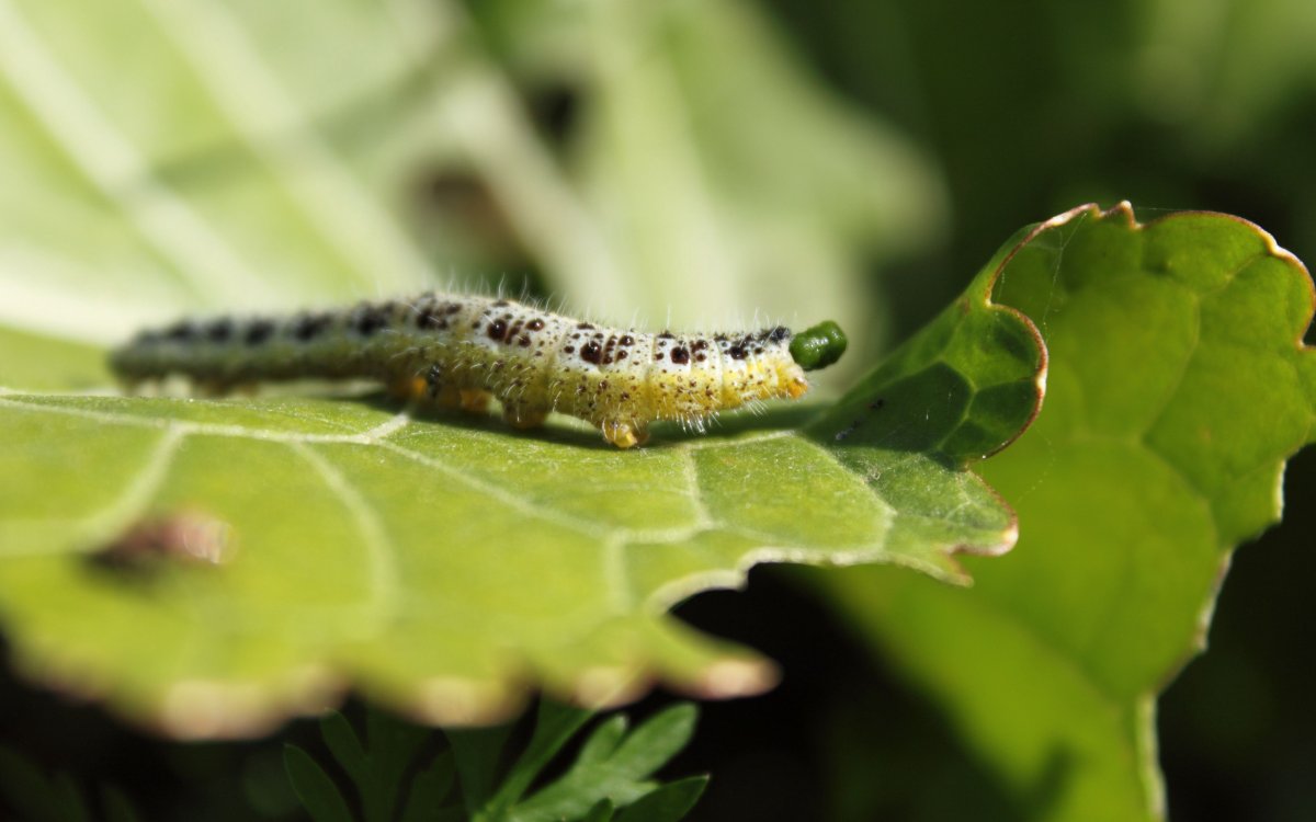 Gnophria rubricollis гусеница