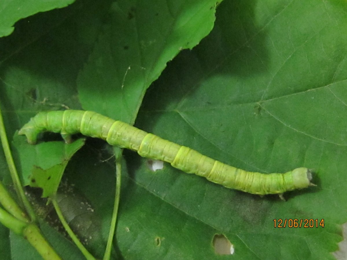 Бабочка Пяденица и ее гусеница