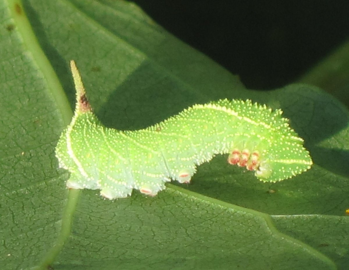 Гусеница моли «белый кедр»