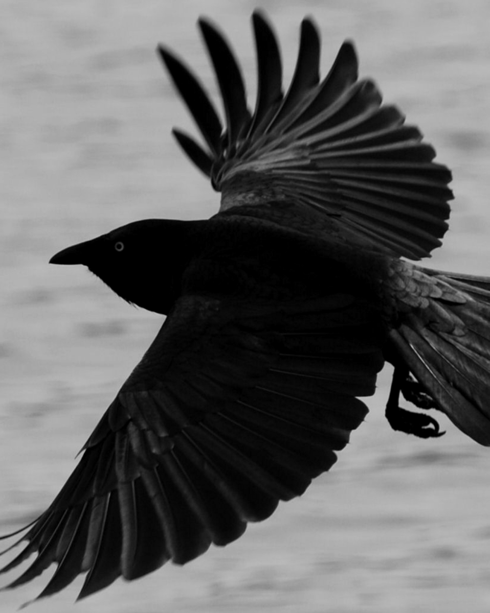Черная птица 7