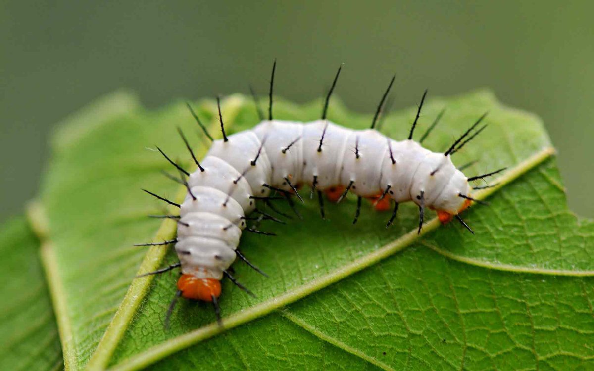 Гусеница жгучка