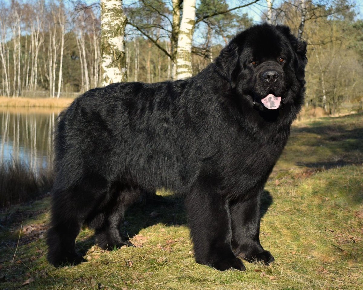 Ньюфаундленд (порода собак)