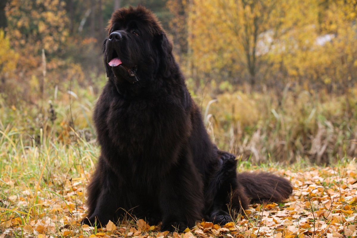 Водолаз собака