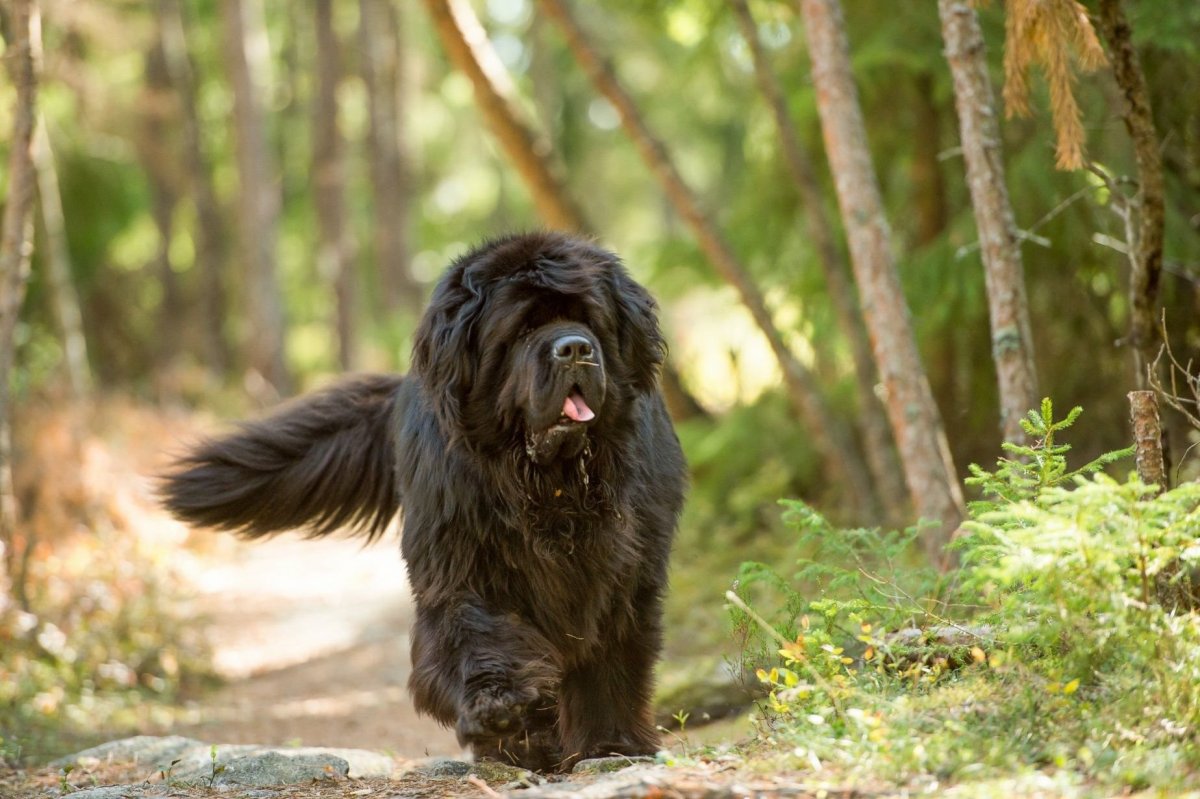 Ньюфаундленд собака