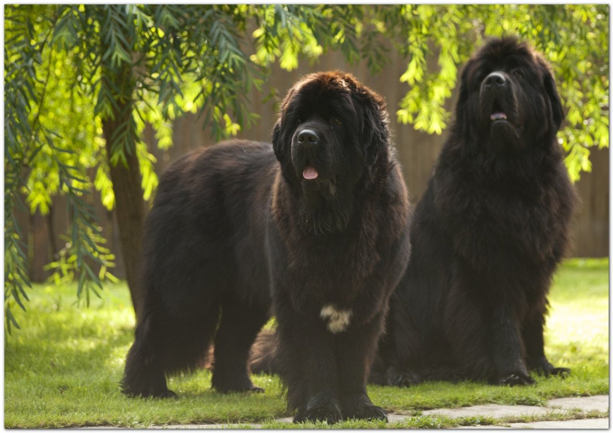 Ньюфаундленд порода собак с человеком