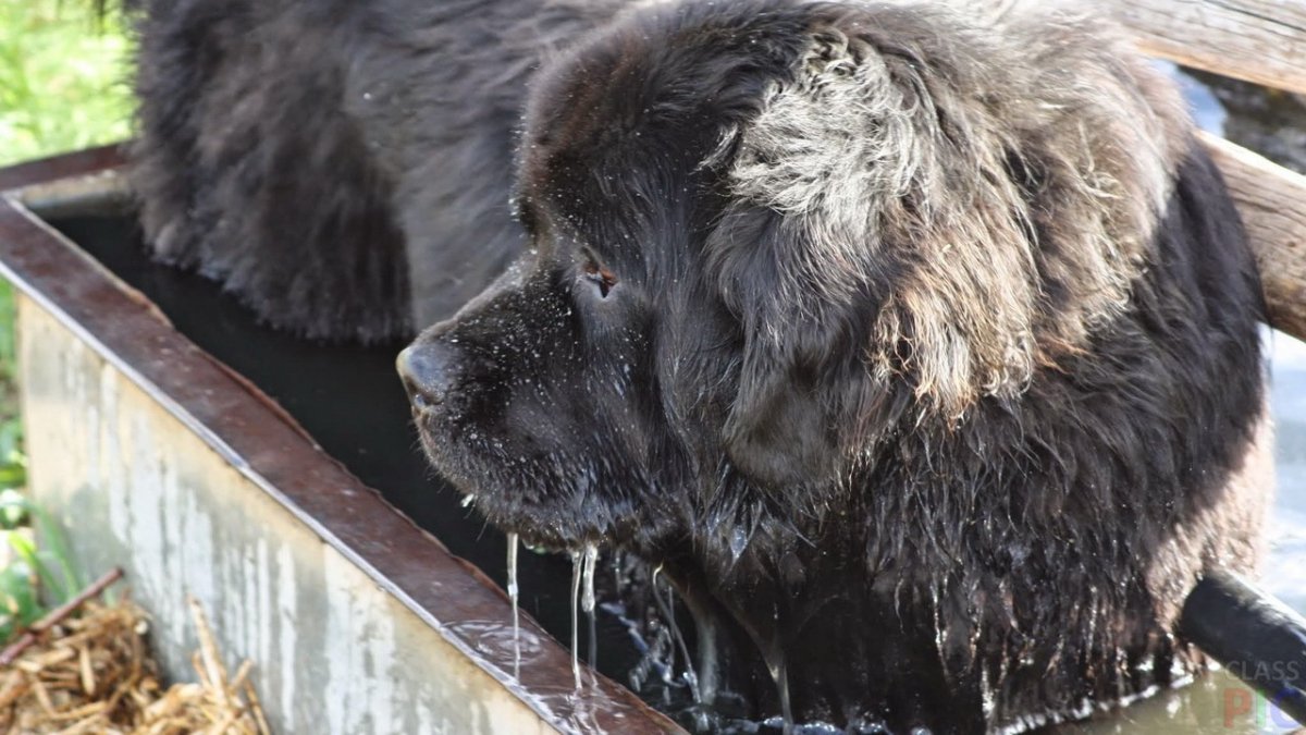 Испанский водолаз собака