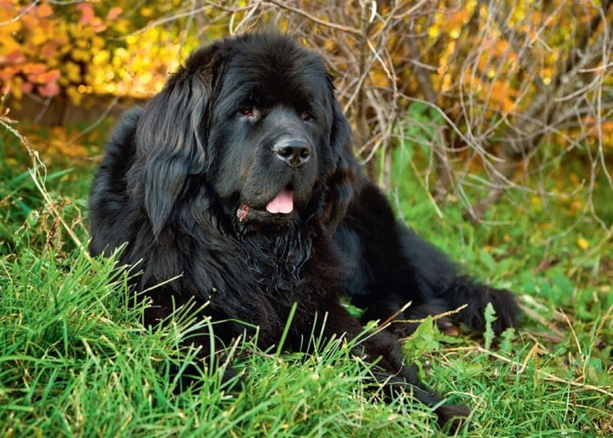 Собака водолаз ньюфаундленд и лабрадор