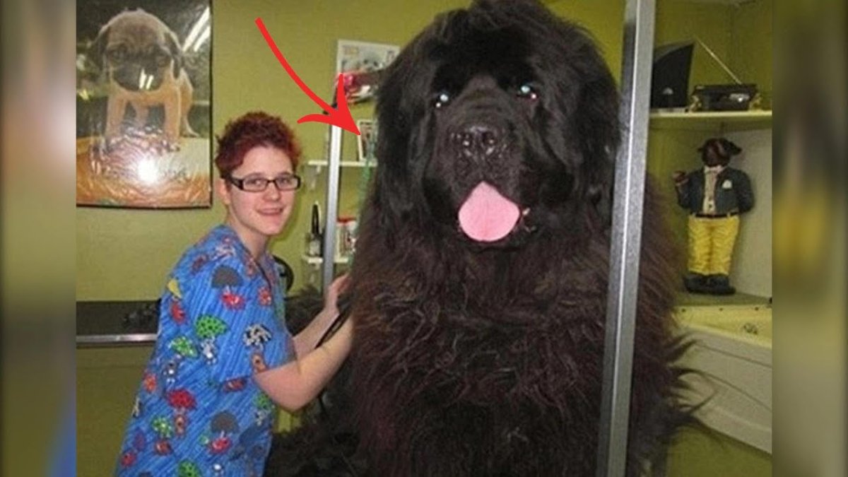 Ньюфаундленд собака