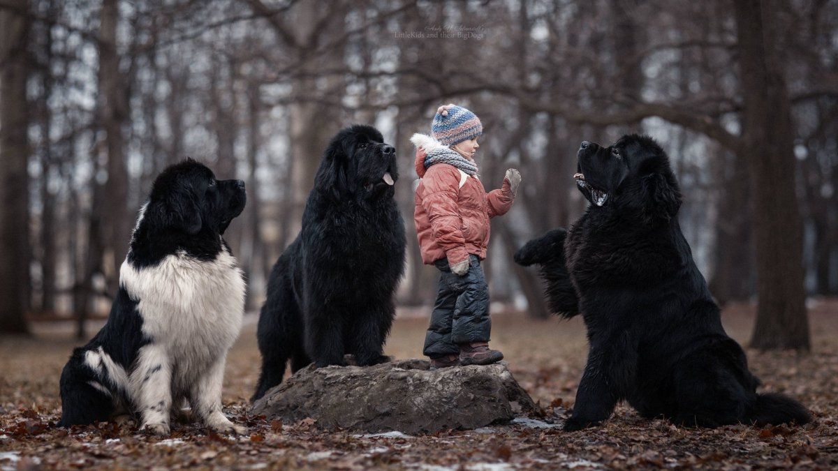 Ньюфаундленд и дети
