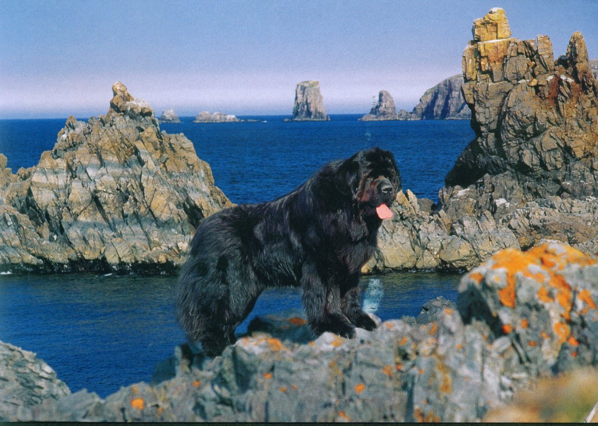 Водолаз собака с человеком