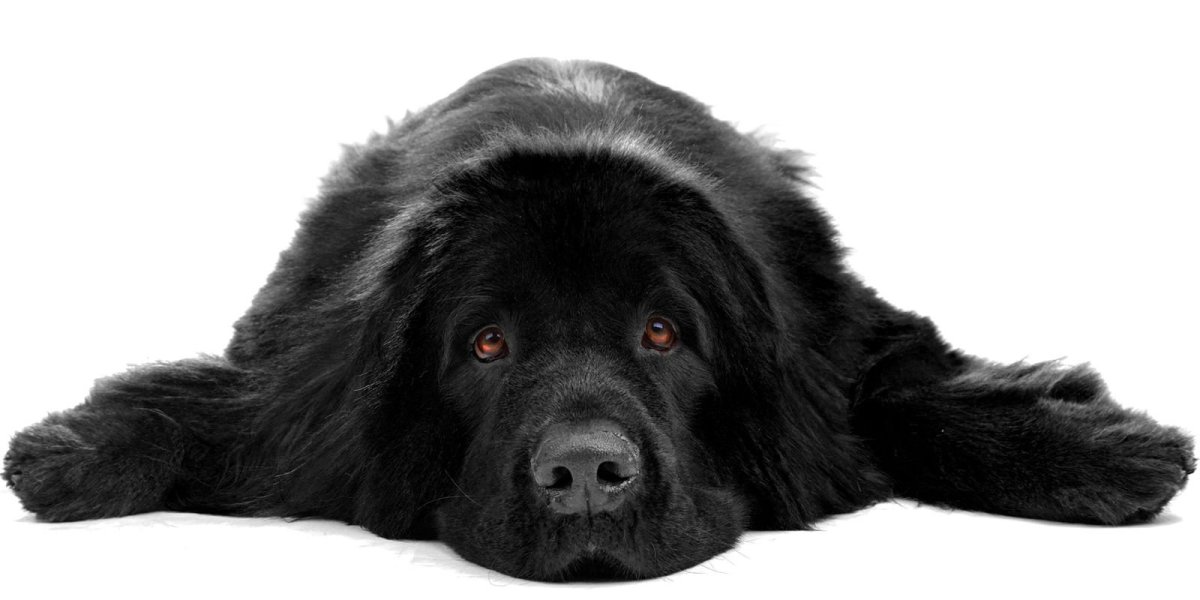 Ньюфаундленд (порода собак)