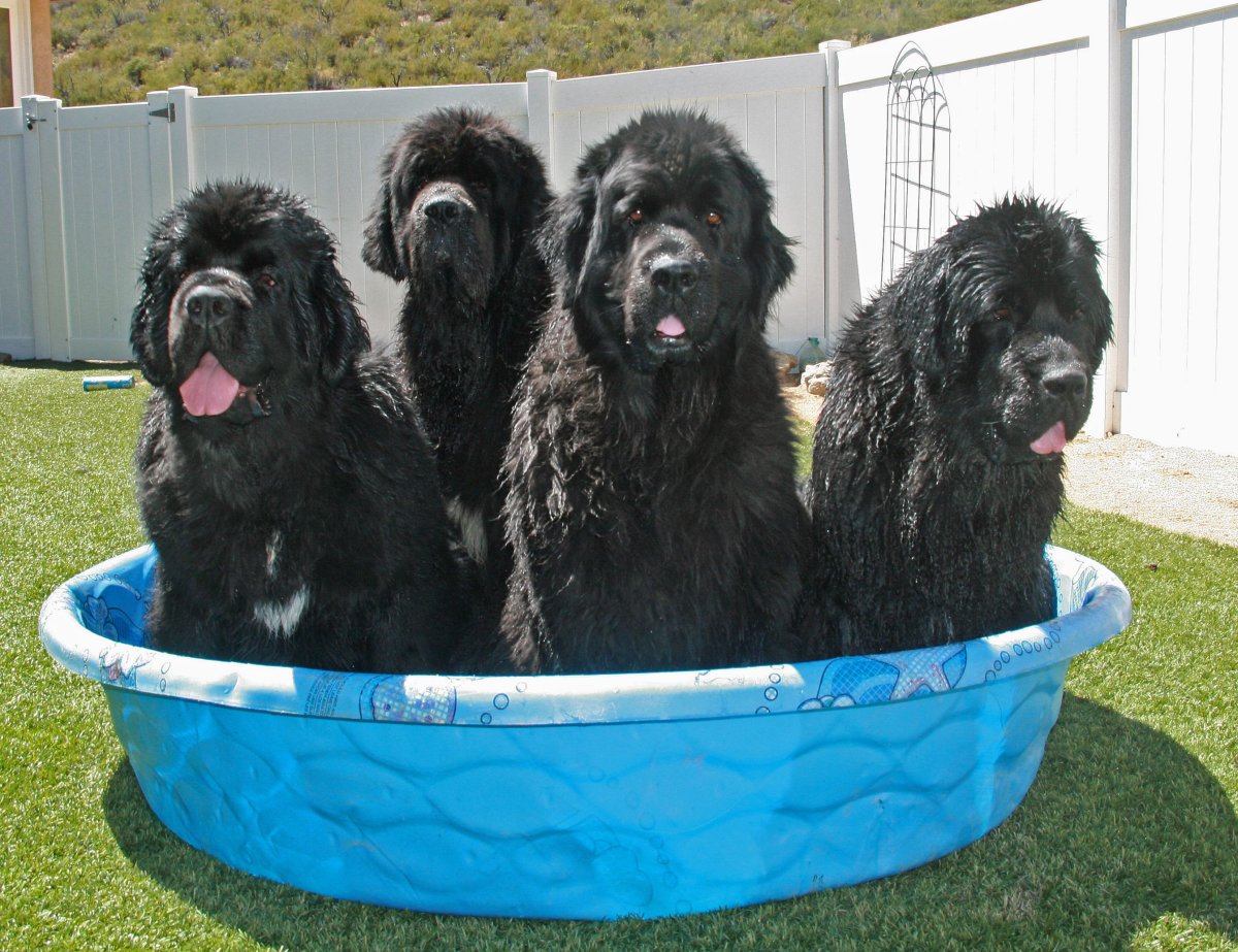 Ньюфаундленд девочка фото