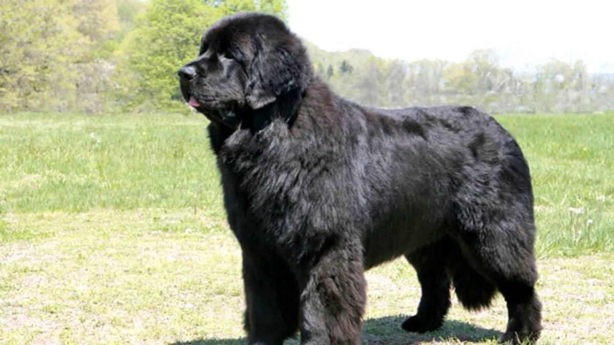 Ньюфаундленд собака
