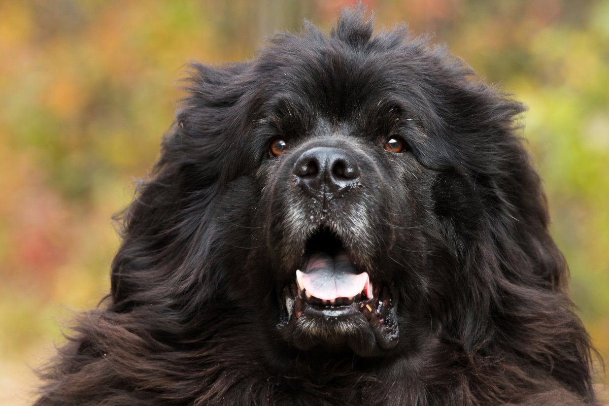 Ньюфаундленд собака