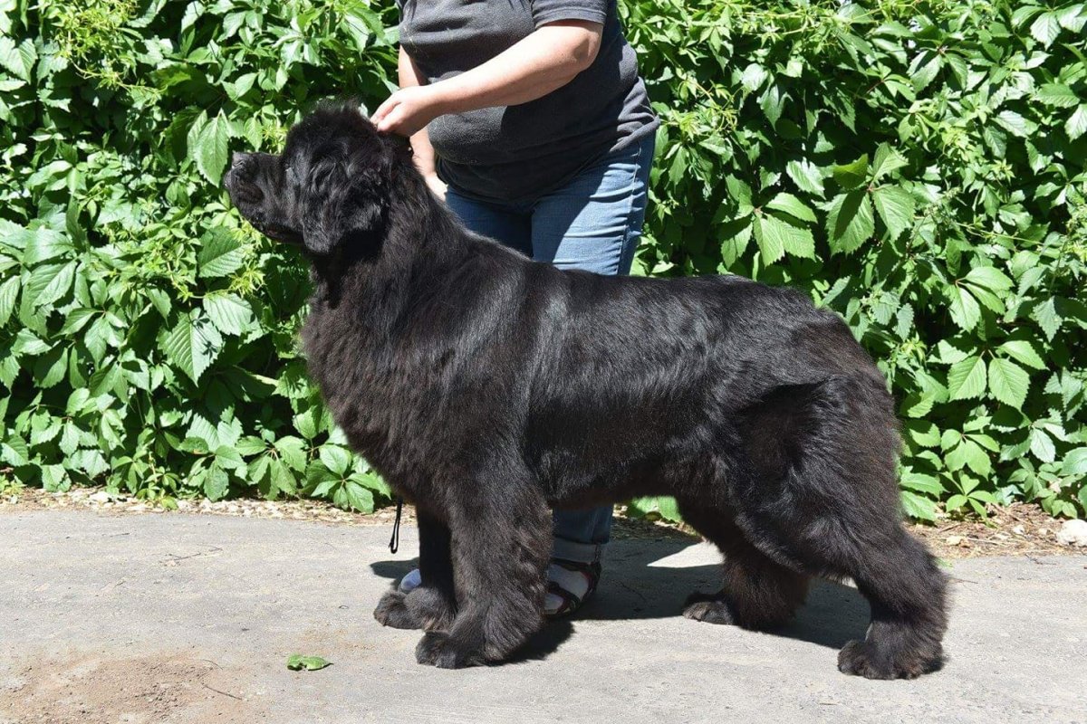 Ньюфаундленд собака