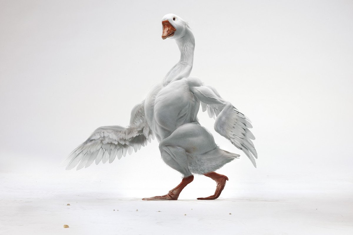 Накаченный Гусь