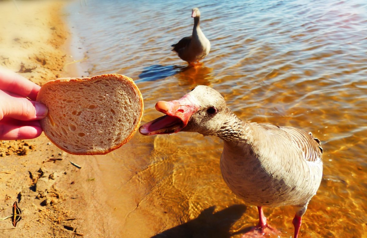 Питание гусей