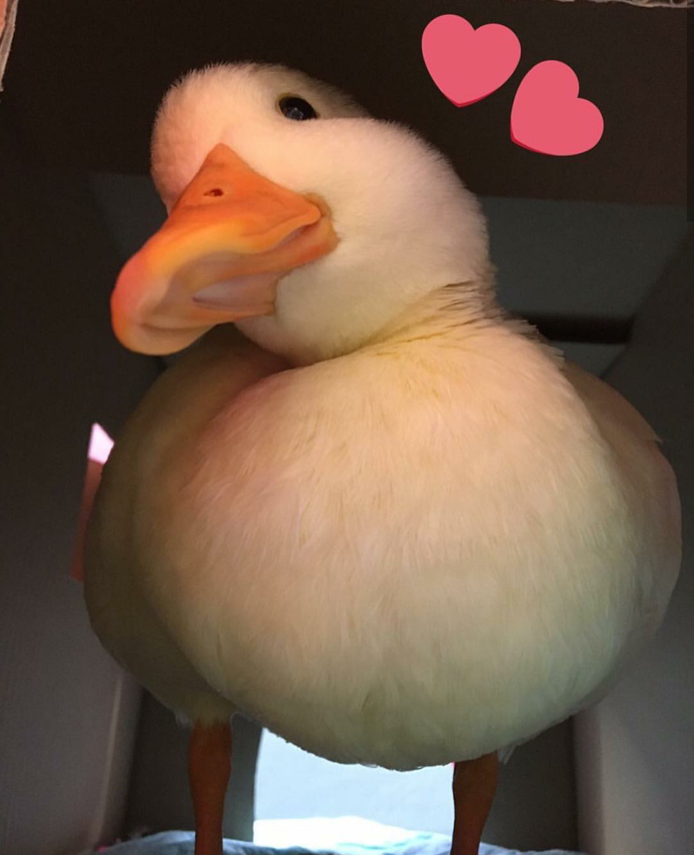 Уточки мемы милые