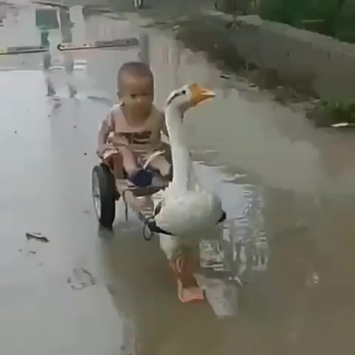 Гуси смешные гифки