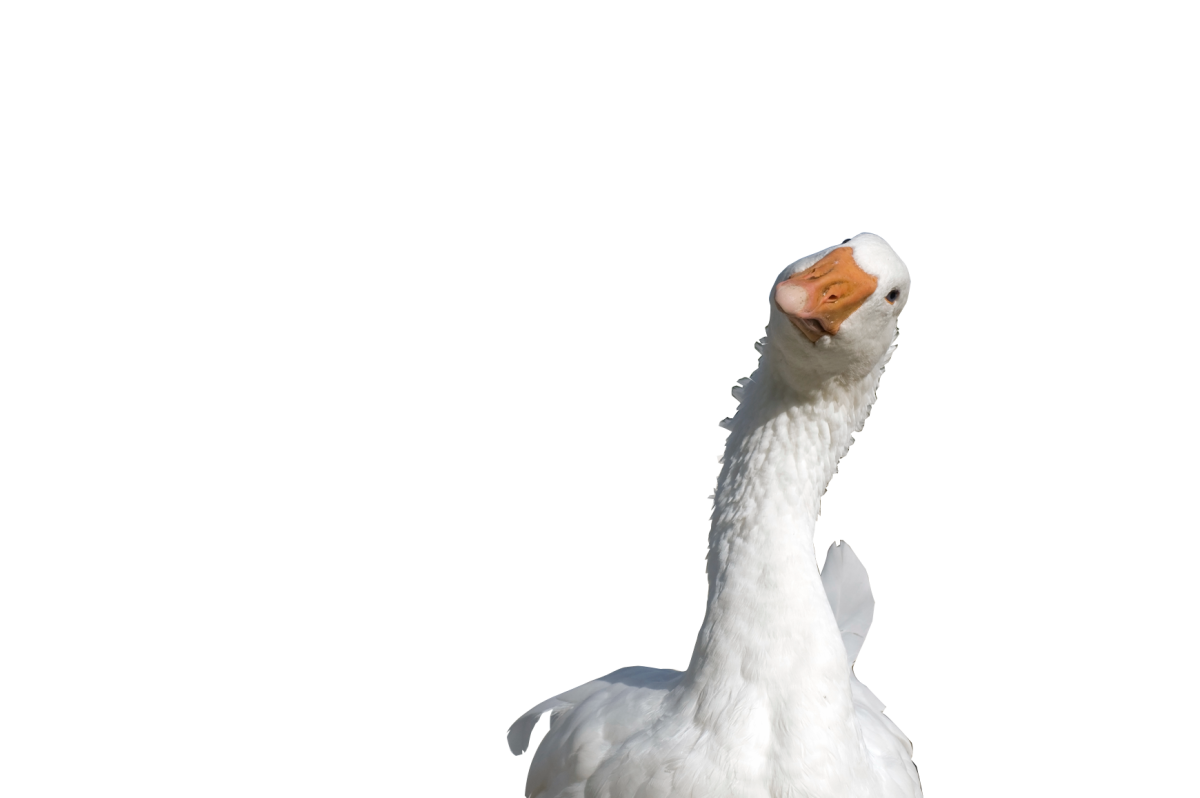 Фон с гусями