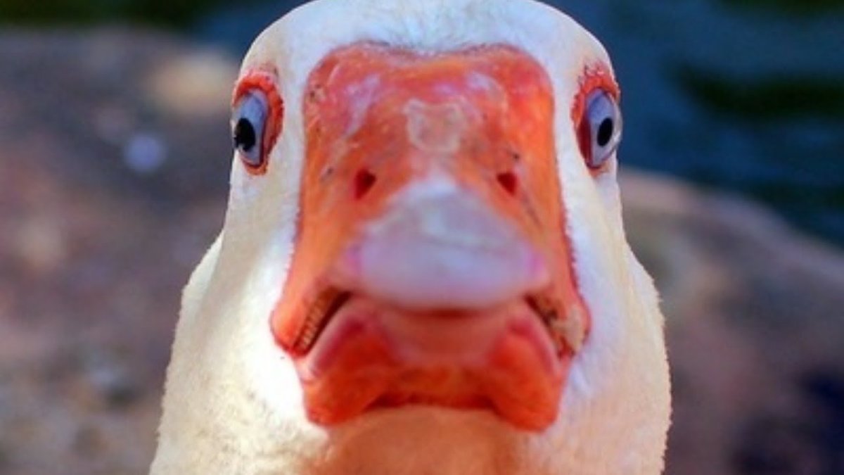 УГАРНЫЙ Гусь