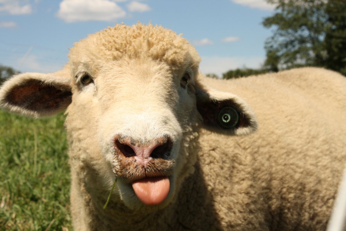 Баран улыбается