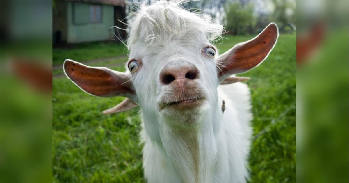 Козел безрогий