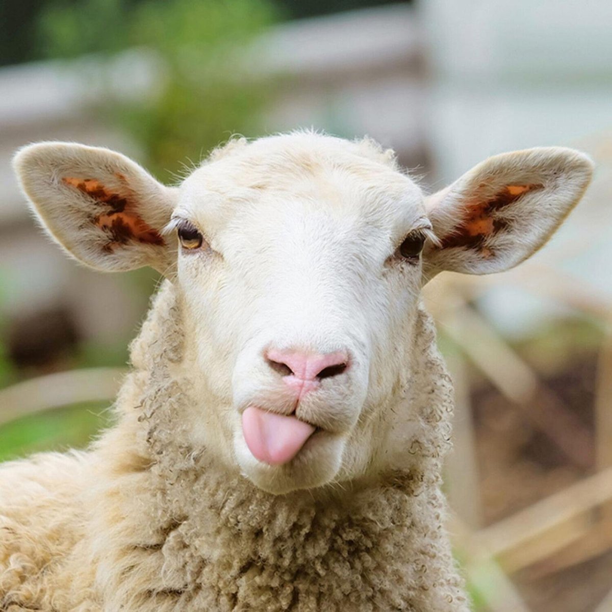 Прикольный баран