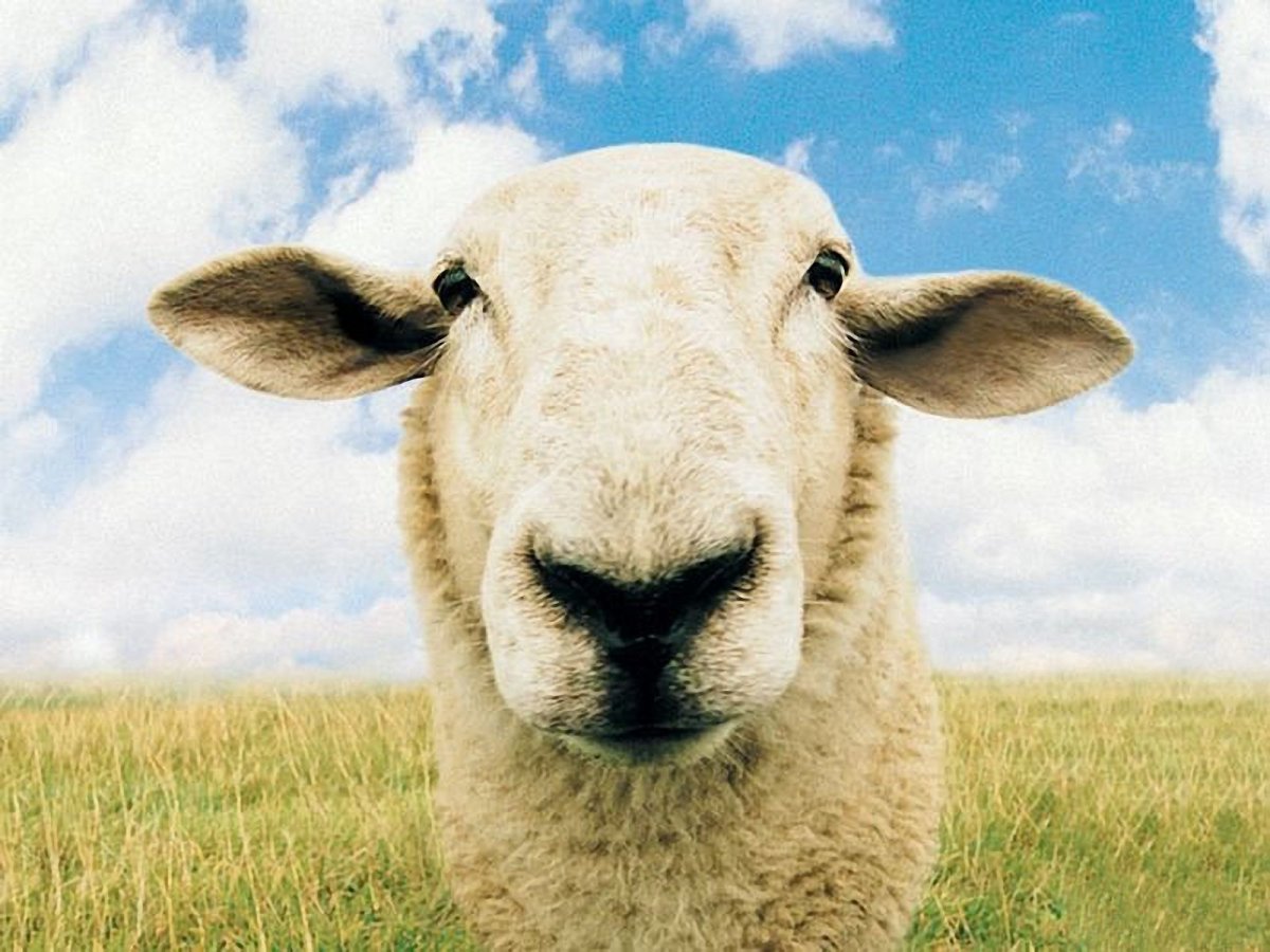 Бараны аватарка