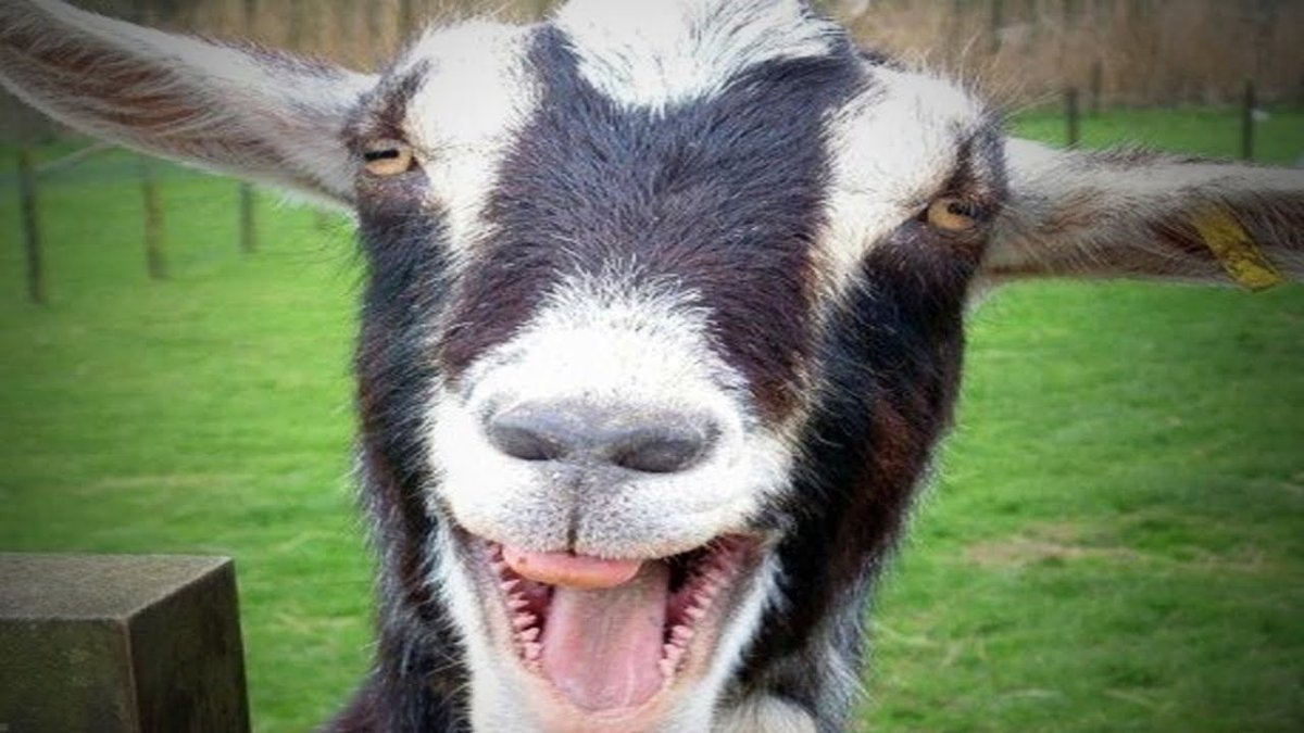 Козлик с сигаретой