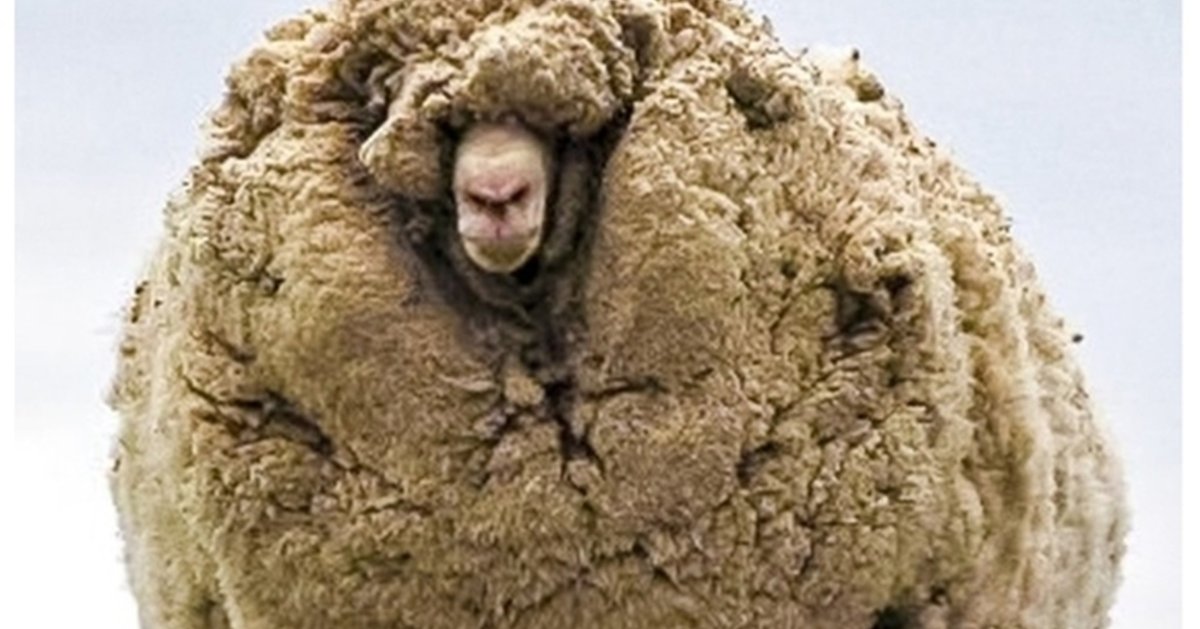 Меринос Шрек