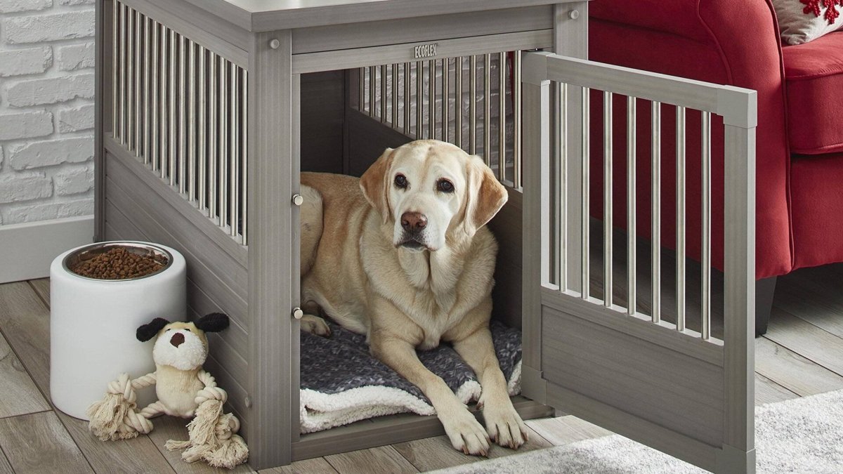 Лабрадор Пинтерест