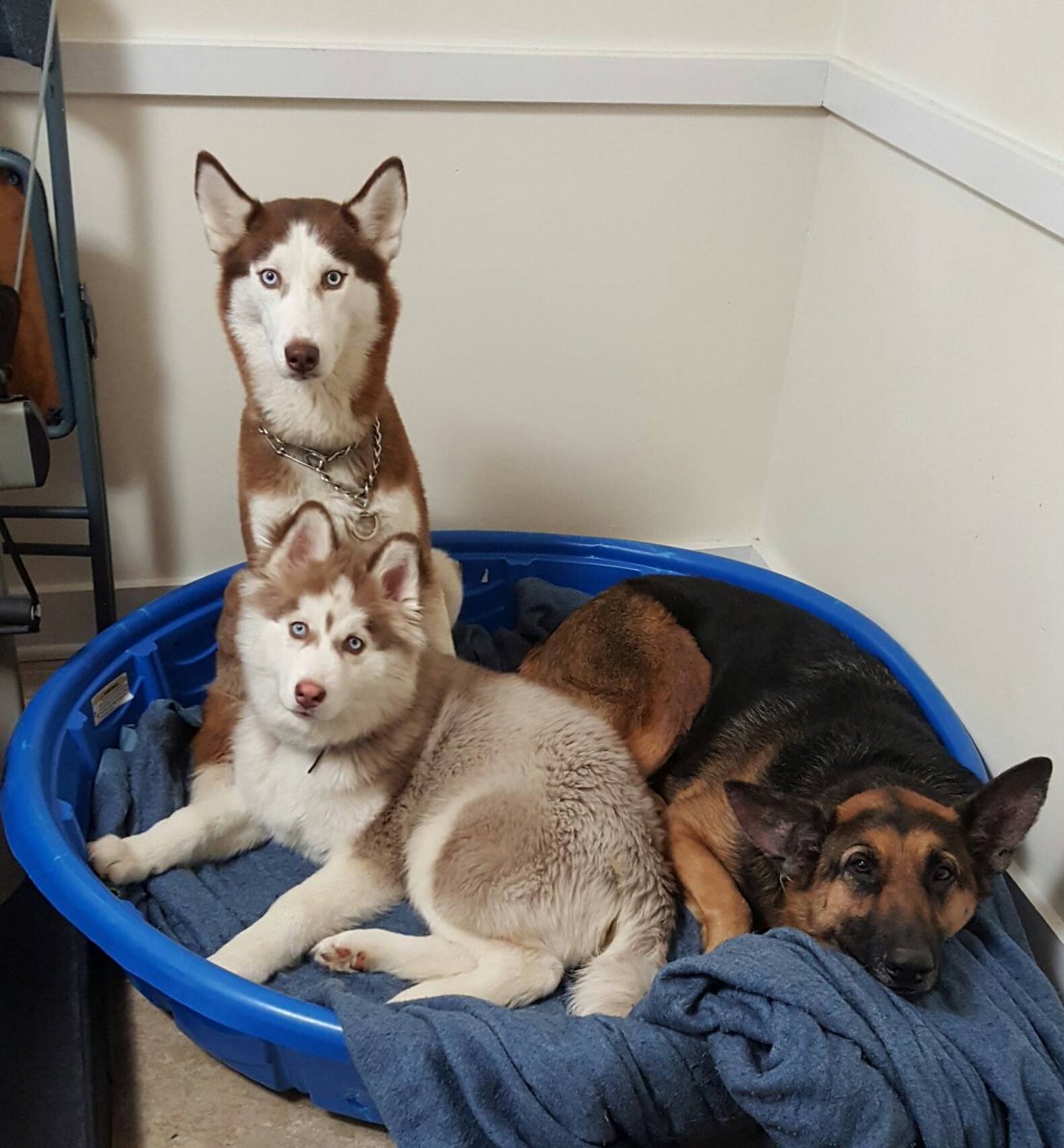 Милые собачки