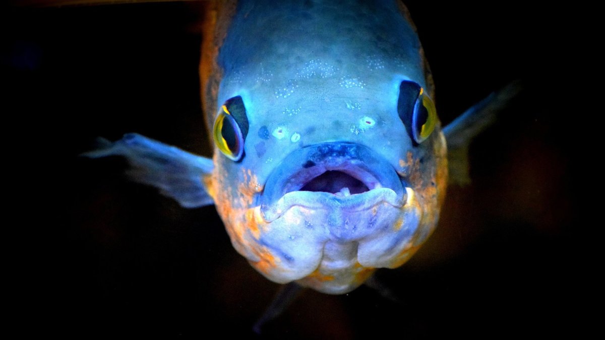 Бездна Челленджера в Марианской впадине