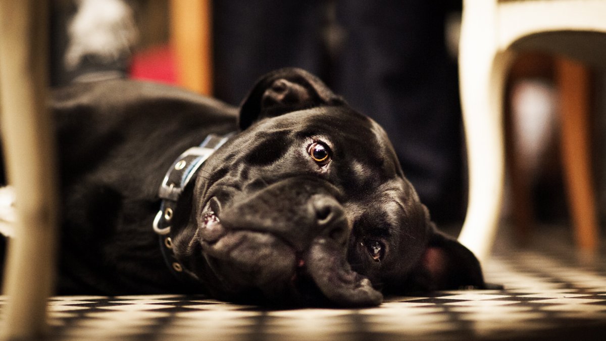 Кане Корсо фото