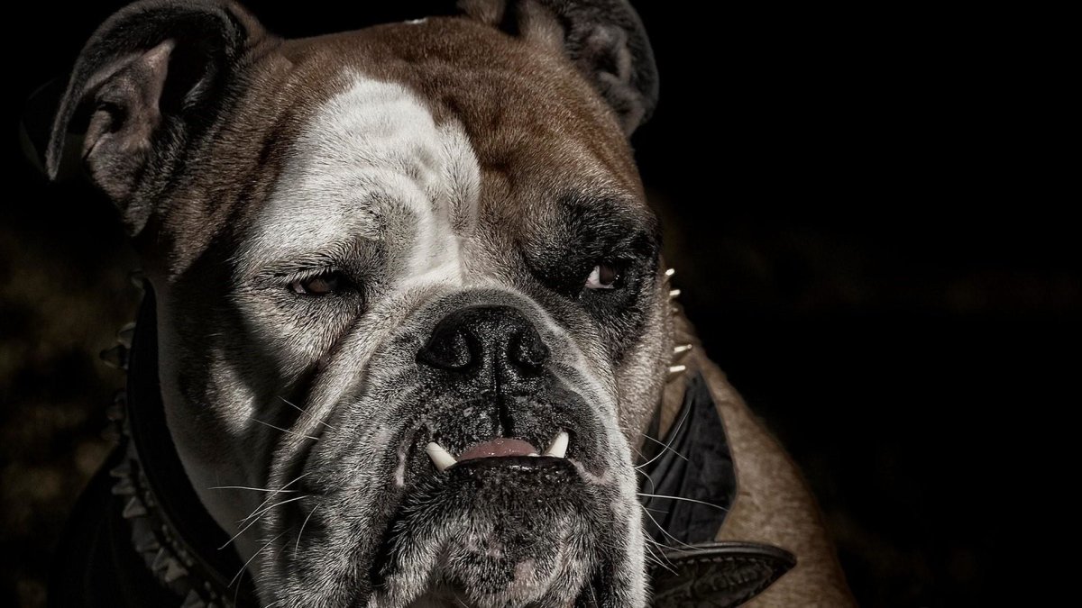 Бульдог английский Бойцовский