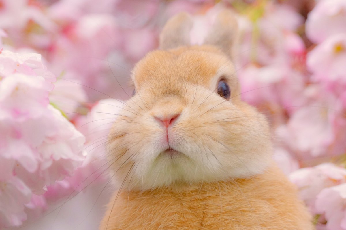 Декоративные кролики в корзинке