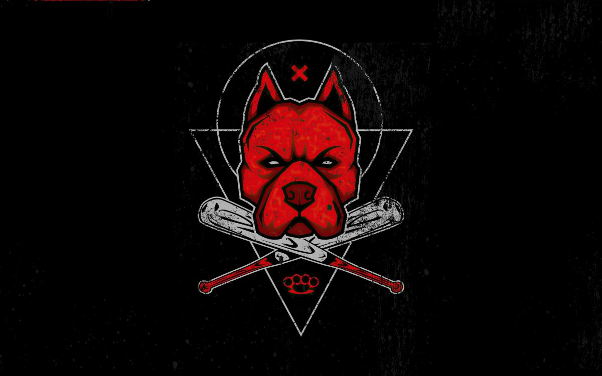 Питбуль обои на рабочий стол 1920х1080