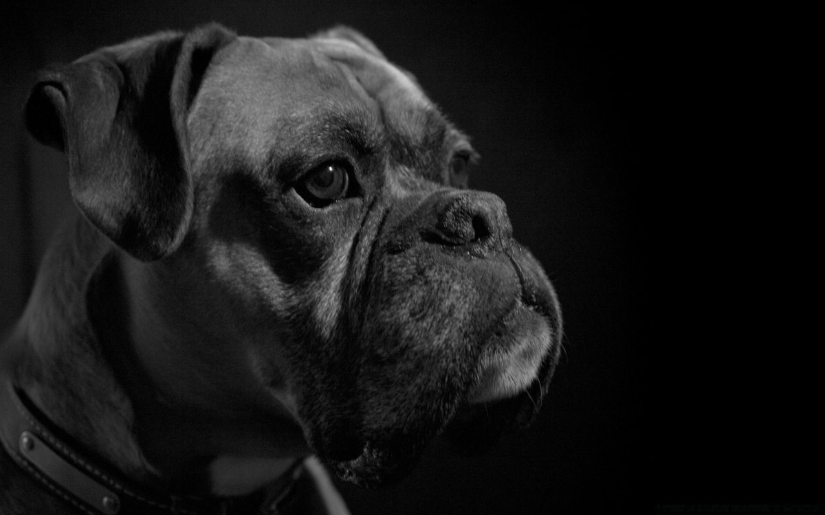 Боксёр собака