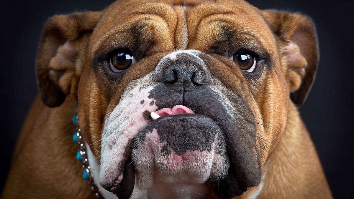 Собака английский бульдог