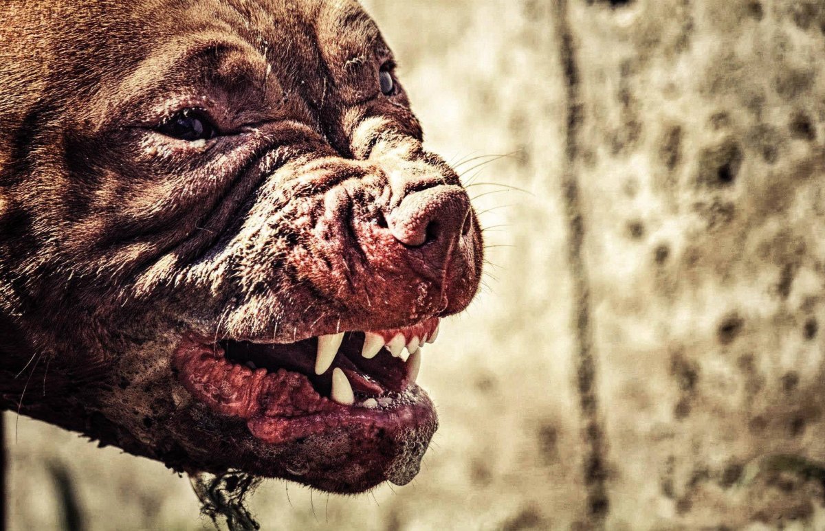 Собака питбуль злой