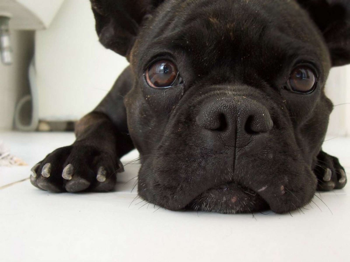 Мордашка бульдога