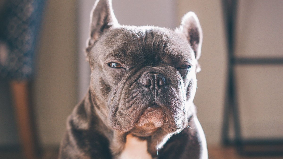 Бульдожки на лице